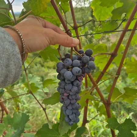 Dei Magi 팜스테이 *