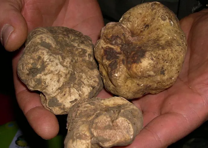 Dei Magi Фермерский дом